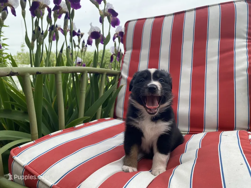 AKC black tri color female  – Australian Shepherd puppy for sale in Zeeland, MI