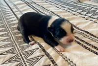 AKC tri color male , a male Australian Shepherd for sale in Zeeland, MI – 2 of 2