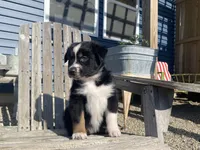 AKC tri female , a female Australian Shepherd for sale in Zeeland, MI – 3 of 4