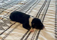 AKC tri female, a female Australian Shepherd for sale in Zeeland, MI – 3 of 3