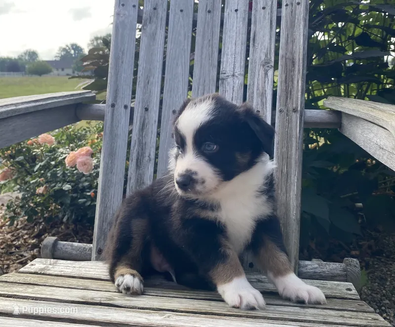 AKC tri color male  – Australian Shepherd puppy for sale in Zeeland, MI
