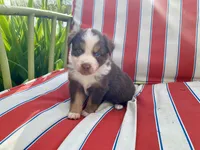 AKC Blue eyes female, a female Australian Shepherd for sale in Zeeland, MI – 3 of 7