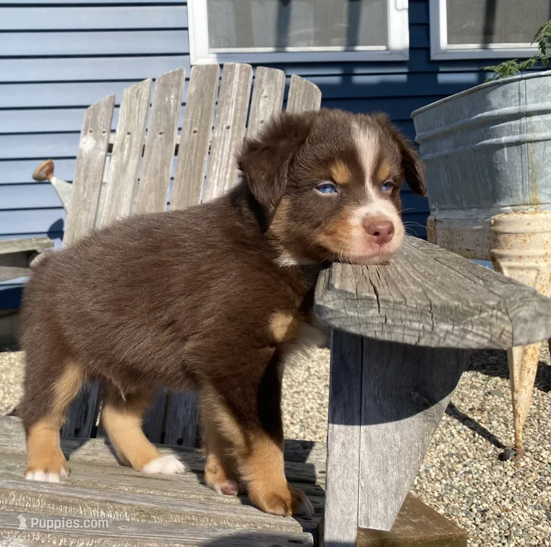 AKC Blue eyes male  – Australian Shepherd puppy for sale in Zeeland, MI