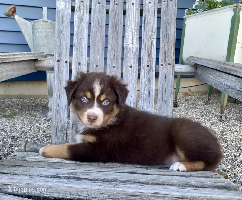 AKC red tri – Australian Shepherd puppy for sale in Zeeland, MI