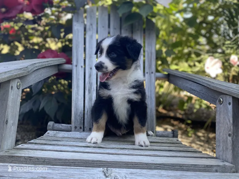AKC tri color  – Australian Shepherd puppy for sale in Zeeland, MI