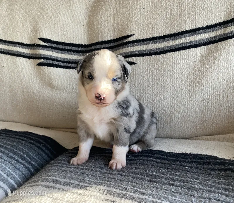 AKC blue Merle male  – Australian Shepherd puppy for sale in Zeeland, MI