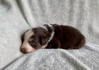 AKC Blue eyes, a female Australian Shepherd for sale in Zeeland, MI – 9 of 10