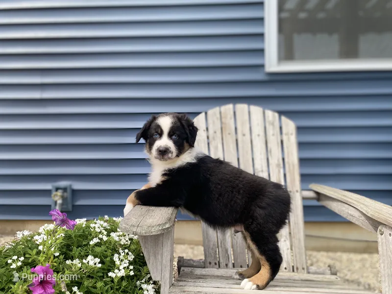 AKC Tri color male  – Australian Shepherd puppy for sale in Zeeland, MI