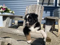 AKC tri female , a female Australian Shepherd for sale in Zeeland, MI – 2 of 4