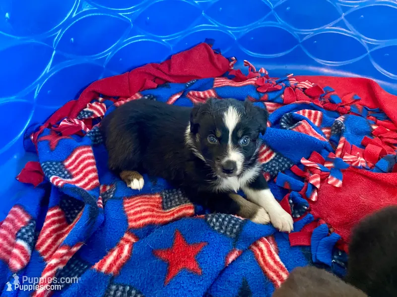 AKC Black tri female 2 – Australian Shepherd puppy for sale in Zeeland, MI
