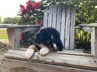 AKC Tri color female , a female Australian Shepherd for sale in Zeeland, MI – 4 of 4