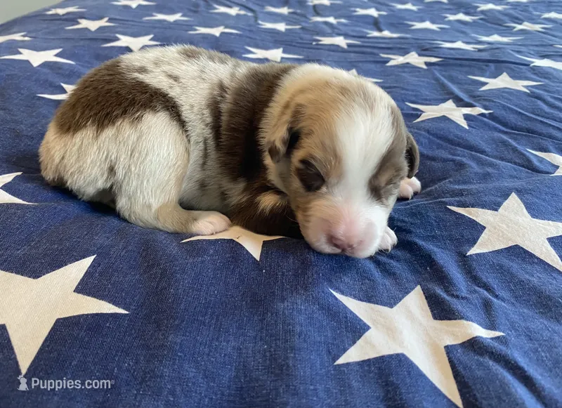AKC Red Merle male – Australian Shepherd puppy for sale in Zeeland, MI