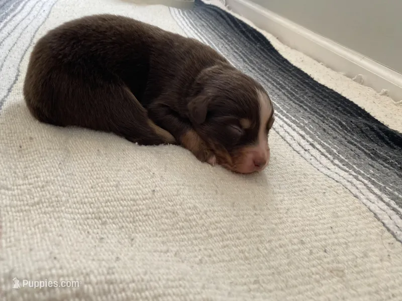 AKC  Canyon – Australian Shepherd puppy for sale in Zeeland, MI