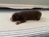 AKC  Canyon, a male Australian Shepherd for sale in Zeeland, MI – 4 of 5