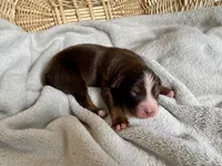 AKC red tri male, a male Australian Shepherd for sale in Zeeland, MI – Photo 2 of 6