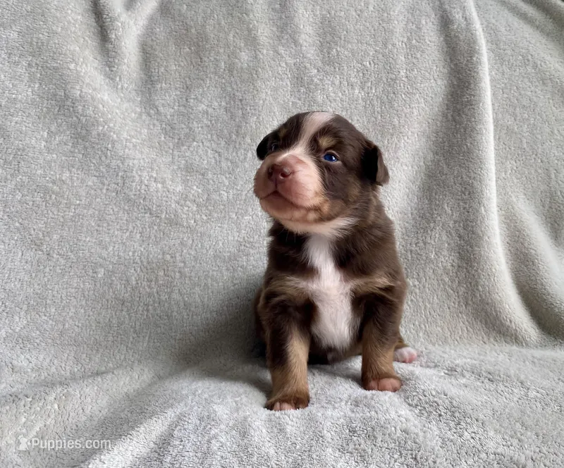 AKC  blue eyed male  – Australian Shepherd puppy for sale in Zeeland, MI