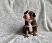 AKC  blue eyed male , a male Australian Shepherd for sale in Zeeland, MI – 1 of 6