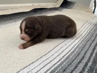 AKC  Canyon, a male Australian Shepherd for sale in Zeeland, MI – 3 of 5