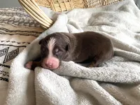 AKC red tri male, a male Australian Shepherd for sale in Zeeland, MI – Photo 3 of 6