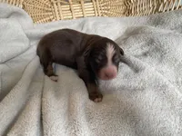 AKC red tri male, a male Australian Shepherd for sale in Zeeland, MI – Photo 4 of 6