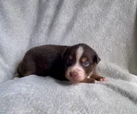 AKC  blue eyed male , a male Australian Shepherd for sale in Zeeland, MI – 2 of 6