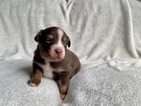 AKC  blue eyed male , a male Australian Shepherd for sale in Zeeland, MI – 6 of 6