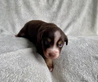AKC  blue eyed male , a male Australian Shepherd for sale in Zeeland, MI – 4 of 6