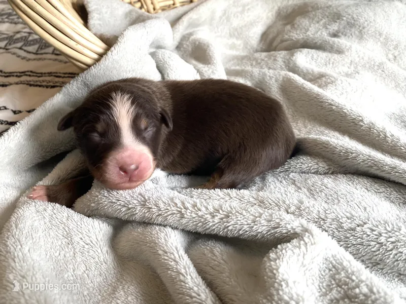 AKC red tri male – Australian Shepherd puppy for sale in Zeeland, MI