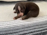 AKC  Canyon, a male Australian Shepherd for sale in Zeeland, MI – 2 of 5