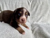 AKC  blue eyed male , a male Australian Shepherd for sale in Zeeland, MI – 3 of 6