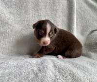 AKC  blue eyed male , a male Australian Shepherd for sale in Zeeland, MI – 5 of 6
