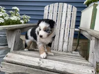 AKC Blue Merle , a male Australian Shepherd for sale in Zeeland, MI – 4 of 4