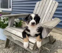 AKC Tri color male , a male Australian Shepherd for sale in Zeeland, MI – 5 of 6