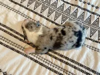 AKC blue Merle male , a male Australian Shepherd for sale in Zeeland, MI – 4 of 4