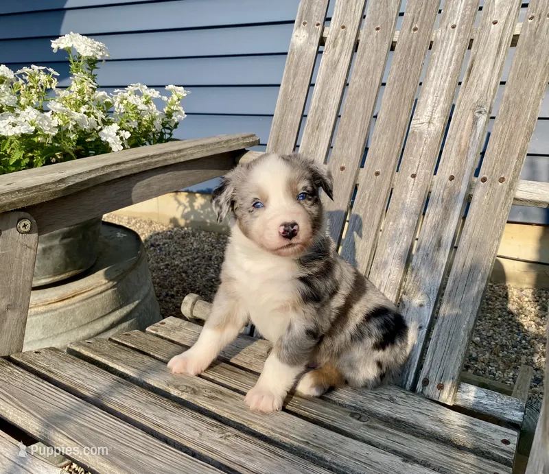 AKC blue Merle male  – Australian Shepherd puppy for sale in Zeeland, MI