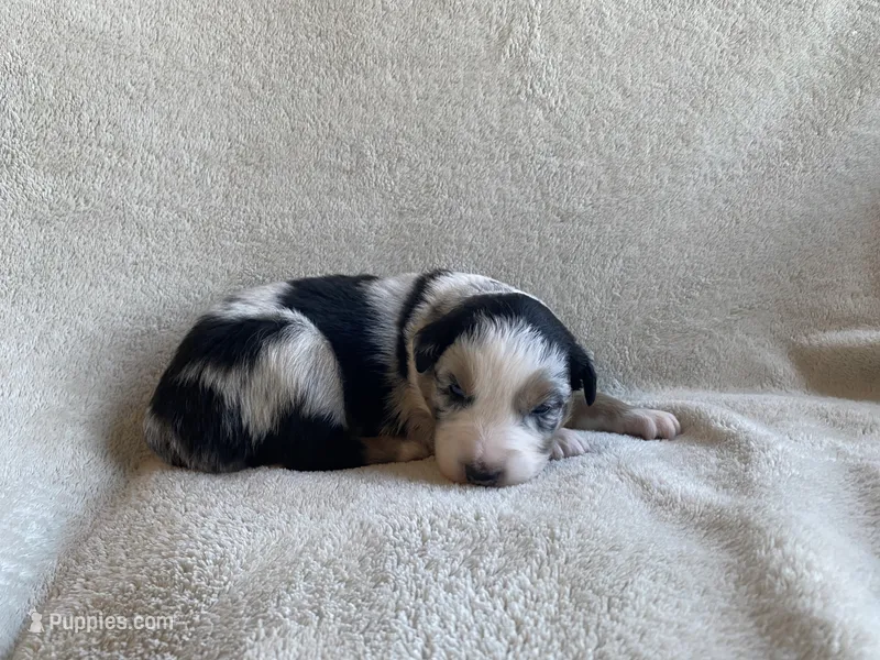 AKC blue Merle male  – Australian Shepherd puppy for sale in Zeeland, MI