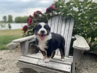 AKC tri color , a male Australian Shepherd for sale in Zeeland, MI – 4 of 4