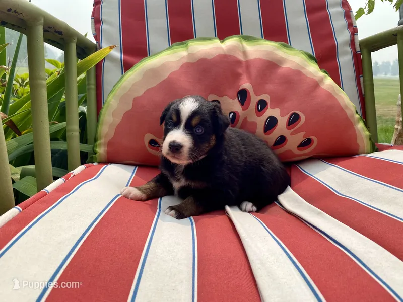 AKC black tri male  – Australian Shepherd puppy for sale in Zeeland, MI