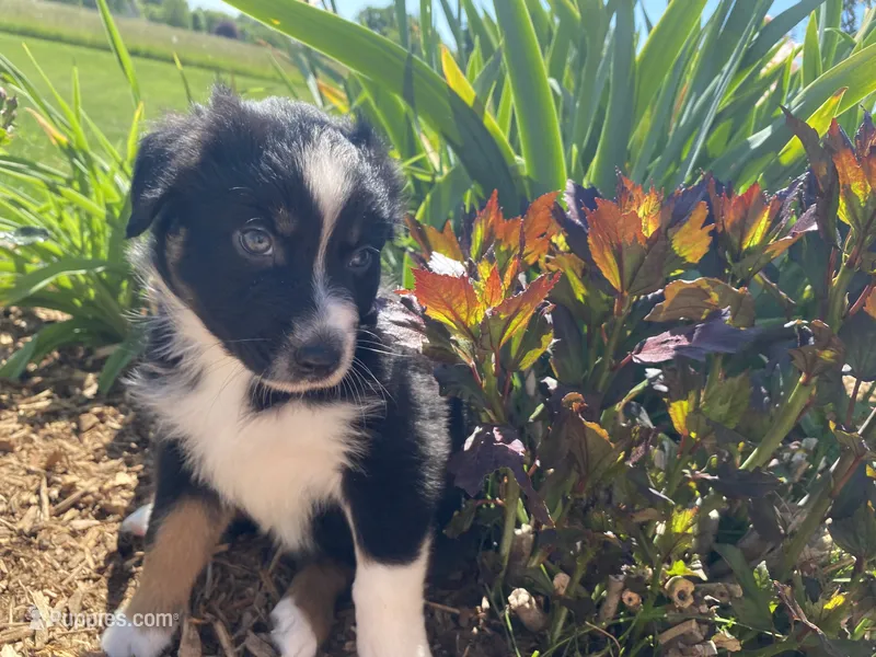 AKC tri female  – Australian Shepherd puppy for sale in Zeeland, MI