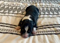 AKC tri female, a female Australian Shepherd for sale in Zeeland, MI – 2 of 3