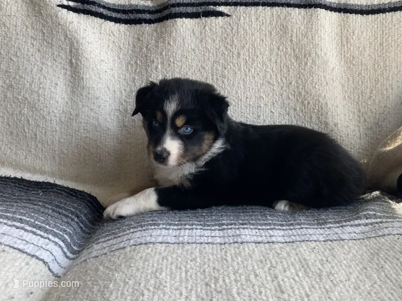 AKC tri female blue eyes – Australian Shepherd puppy for sale in Zeeland, MI