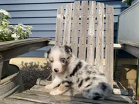 AKC Blue Merle , a female Australian Shepherd for sale in Zeeland, MI – 3 of 4