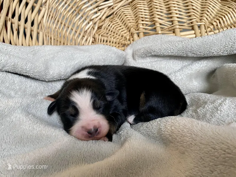 AKC Black tri female 2 – Australian Shepherd puppy for sale in Zeeland, MI