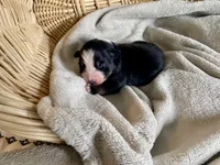 AKC Black tri female 2, a female Australian Shepherd for sale in Zeeland, MI – Photo 3 of 6