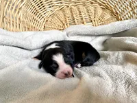 AKC Black tri female 2, a female Australian Shepherd for sale in Zeeland, MI – Photo 2 of 6