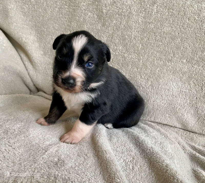 AKC Black tri female 2 – Australian Shepherd puppy for sale in Zeeland, MI