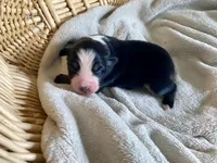 AKC Black tri female 2, a female Australian Shepherd for sale in Zeeland, MI – Photo 4 of 6