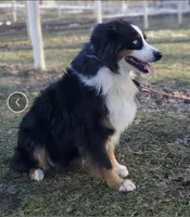 AKC Black tri female 2, a female Australian Shepherd for sale in Zeeland, MI – Photo 6 of 6