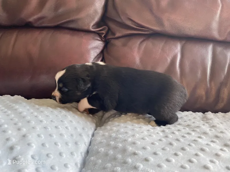 AKC Black tri female 2 – Australian Shepherd puppy for sale in Zeeland, MI