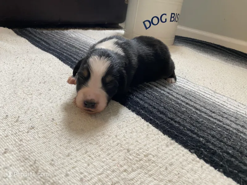 AKC Black tri female 2 – Australian Shepherd puppy on hold in Zeeland, MI